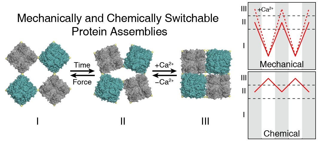 Disorder Drives a Dynamic Protein Crystal