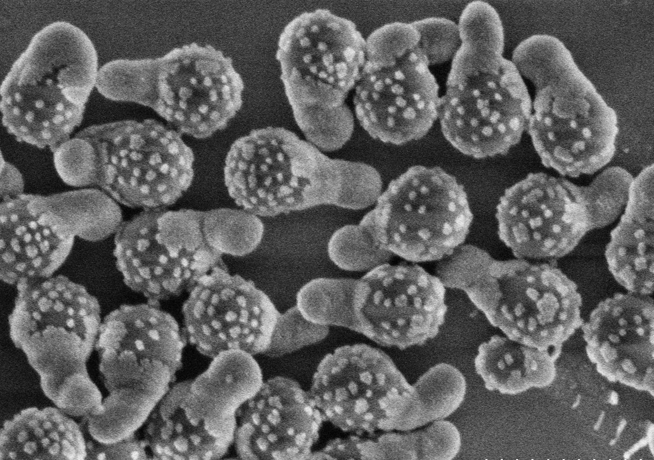 The chemists, who cook.