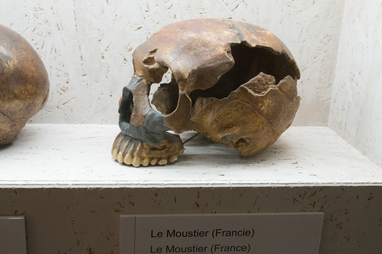 Book Review: A Fresh Look at Our Neanderthal Relatives