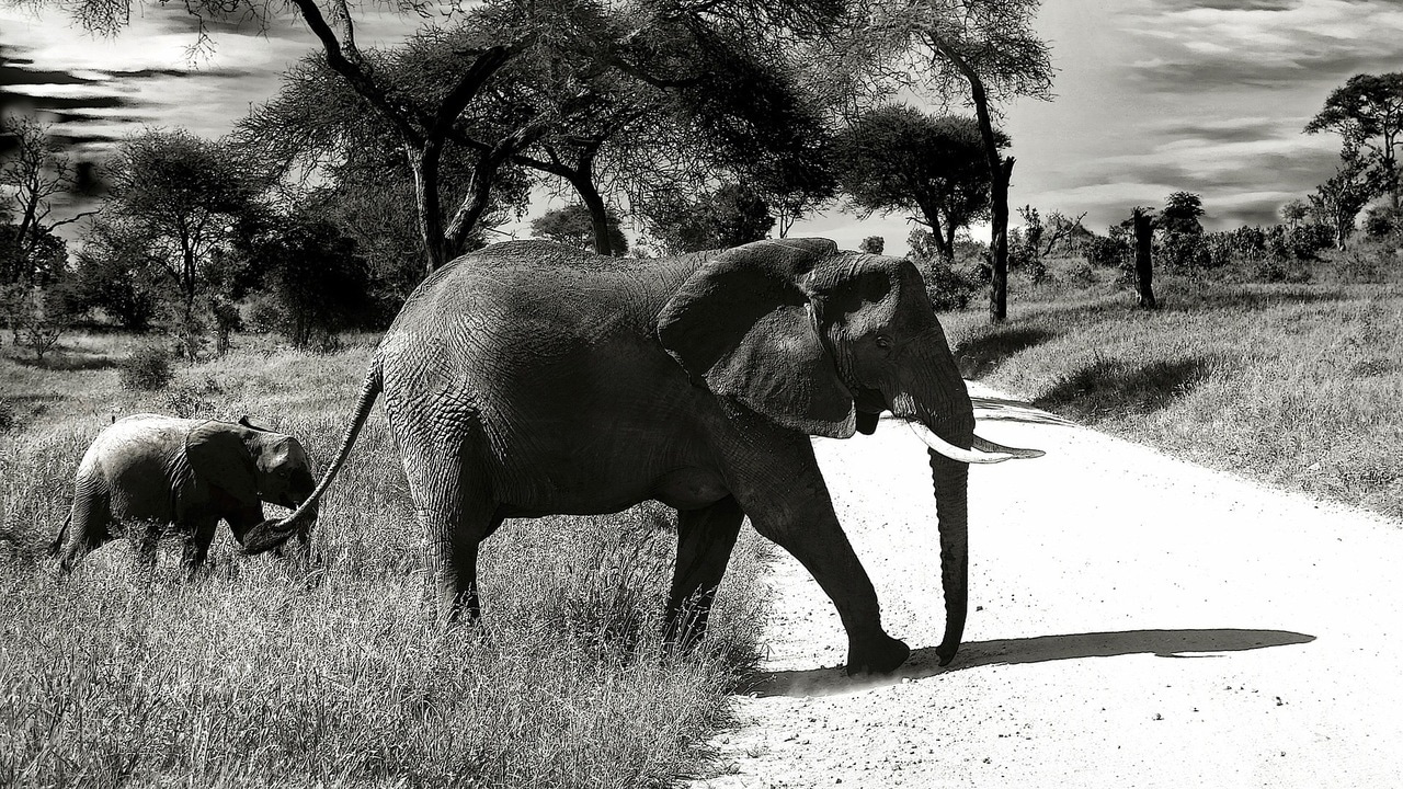 How did elephants evolve such a large brain? Climate change is part of the answer.