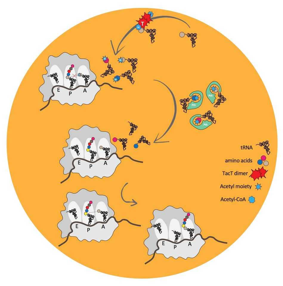 Sleeping Through Danger