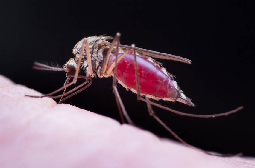 WHO issues updated Zika advice for travellers