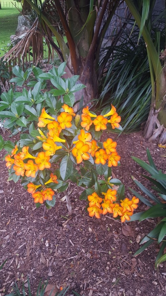 Linking biodiversity and public health in New Zealand