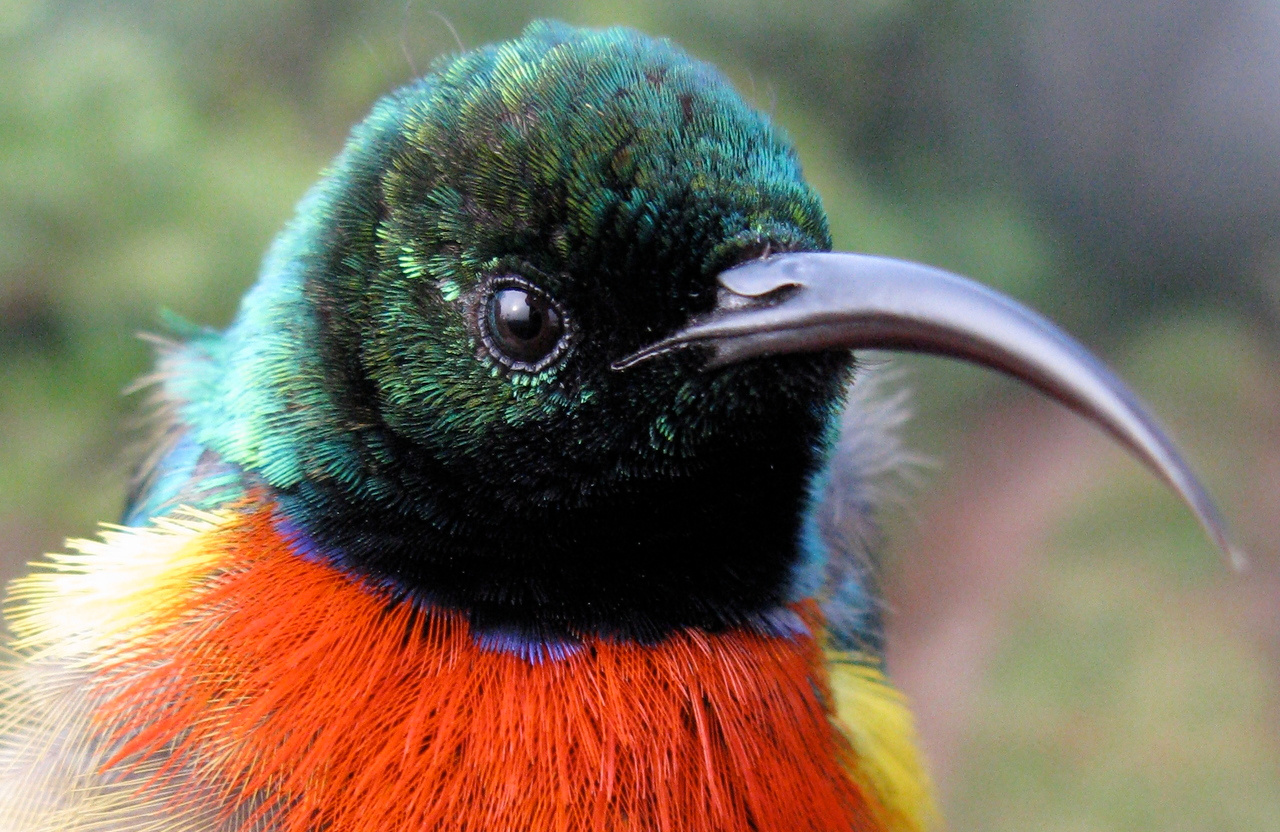 Sister species interactions in birds, and the potential for citizen science to change our perspectives