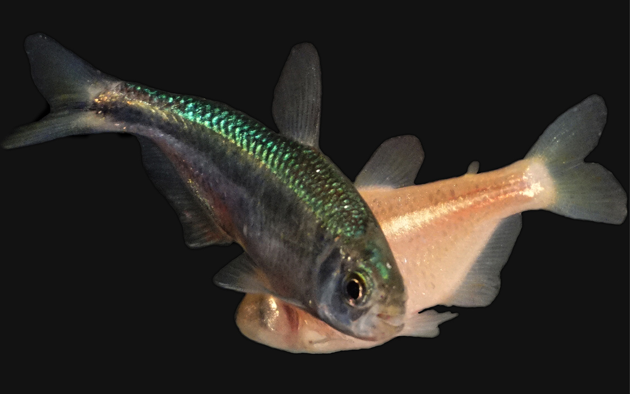 Seeing the light using blind cavefish 