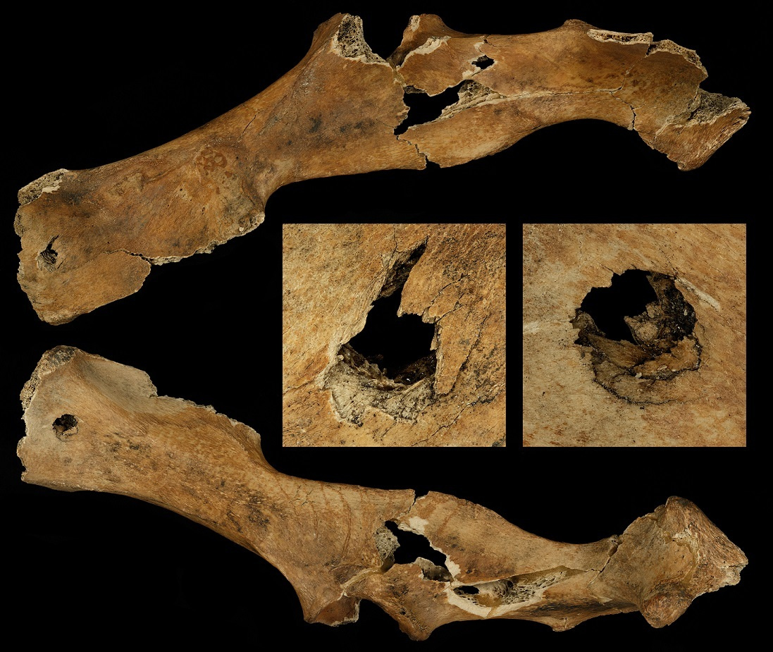 The perforation of a 120.000 year old bone tells us about how Neandertals made a kill