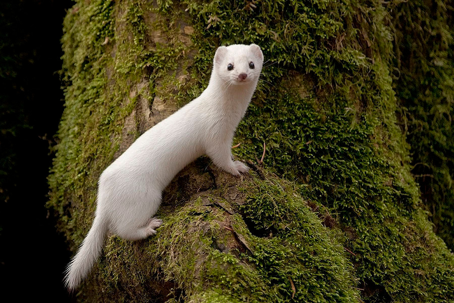 Weasels against global warming