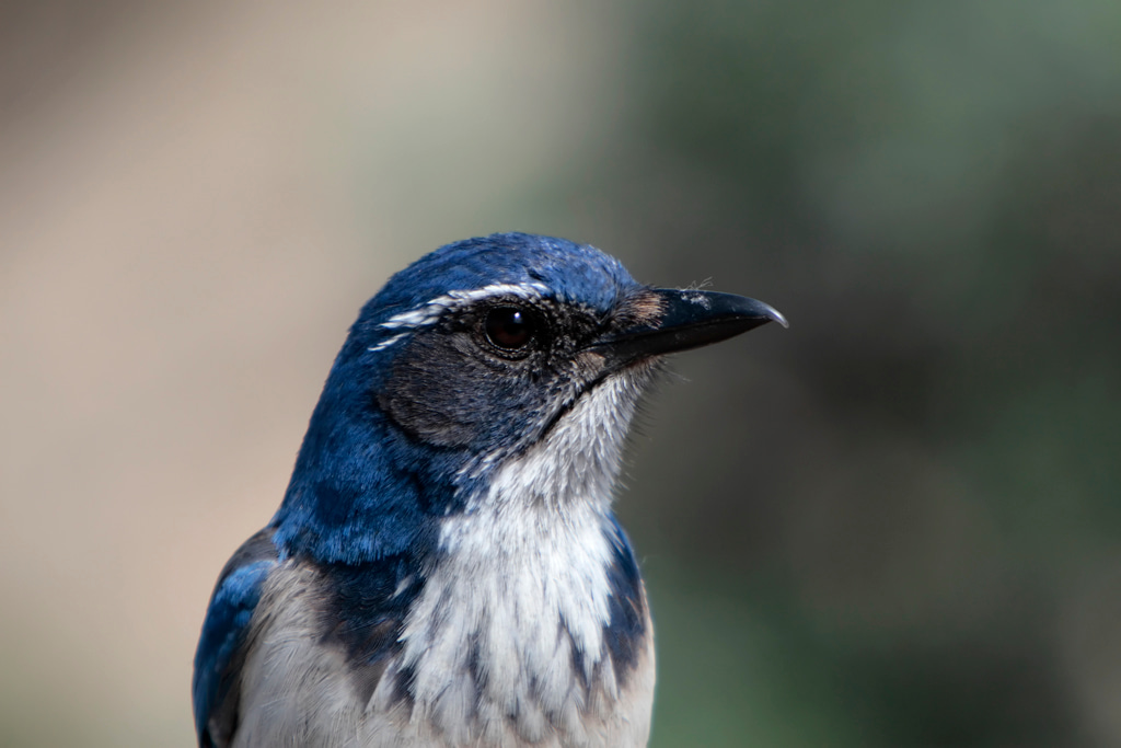 Does Episodic Memory Make Animals Mental Time Travelers?