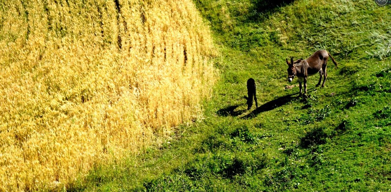 Attributing trends in the environmental intensity of crop production