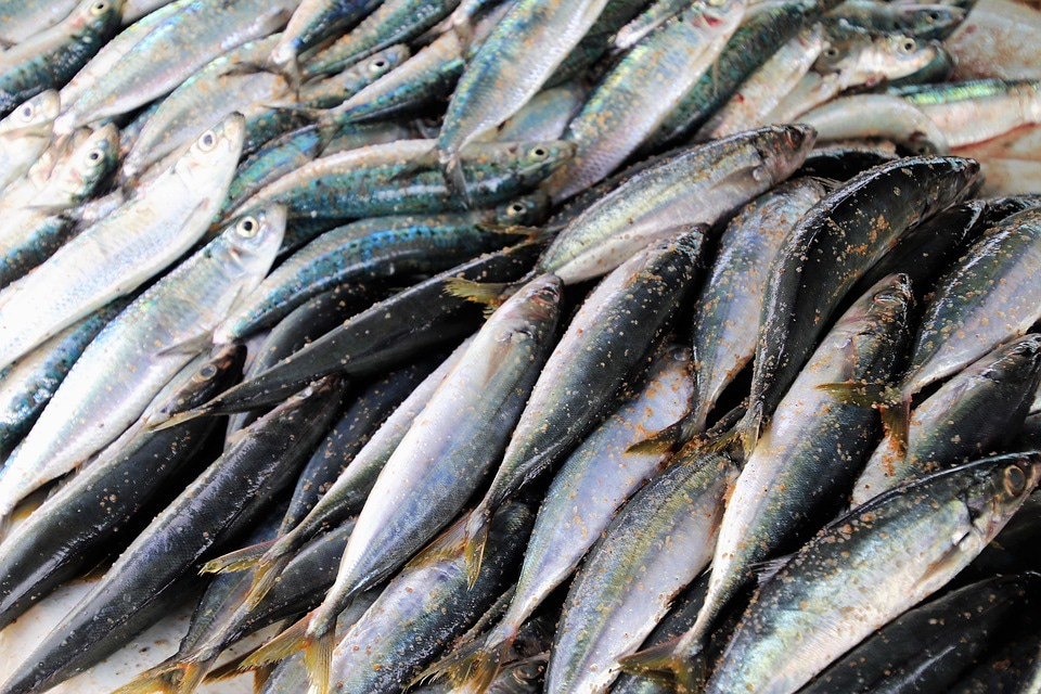 Past trends and future sustainability of feeding ‘fish to fish’