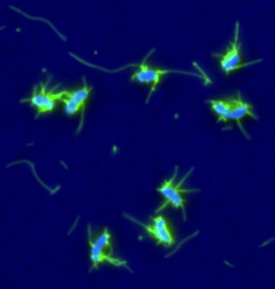 Pili - Bacterial Fishing Rods for DNA Angling