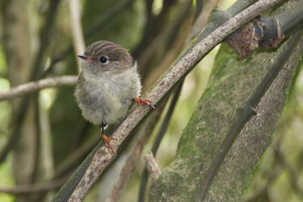 Island life is a smart decision