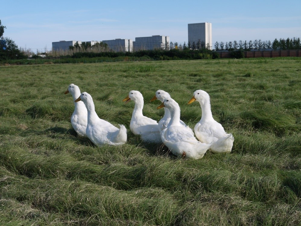 The evolutionary road from wild to domestic, from plant to animal