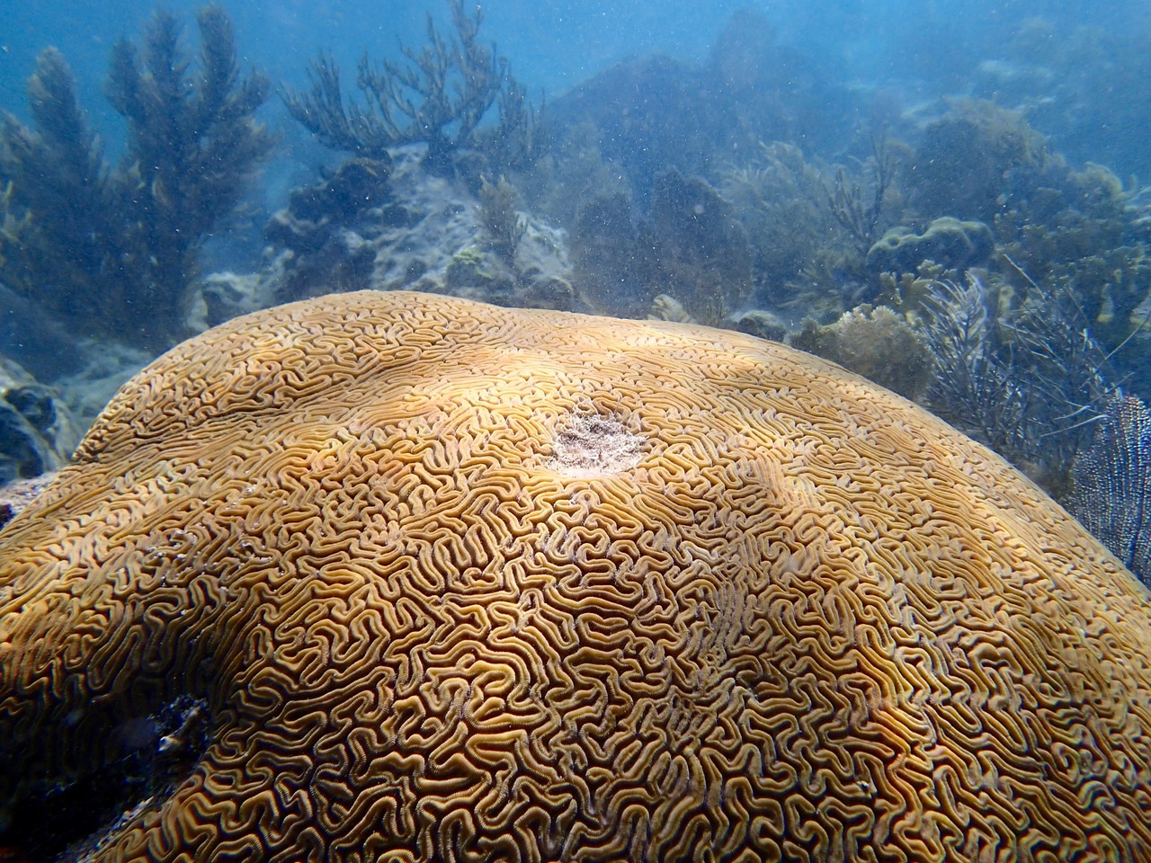 Don’t give up on local efforts for coral reefs