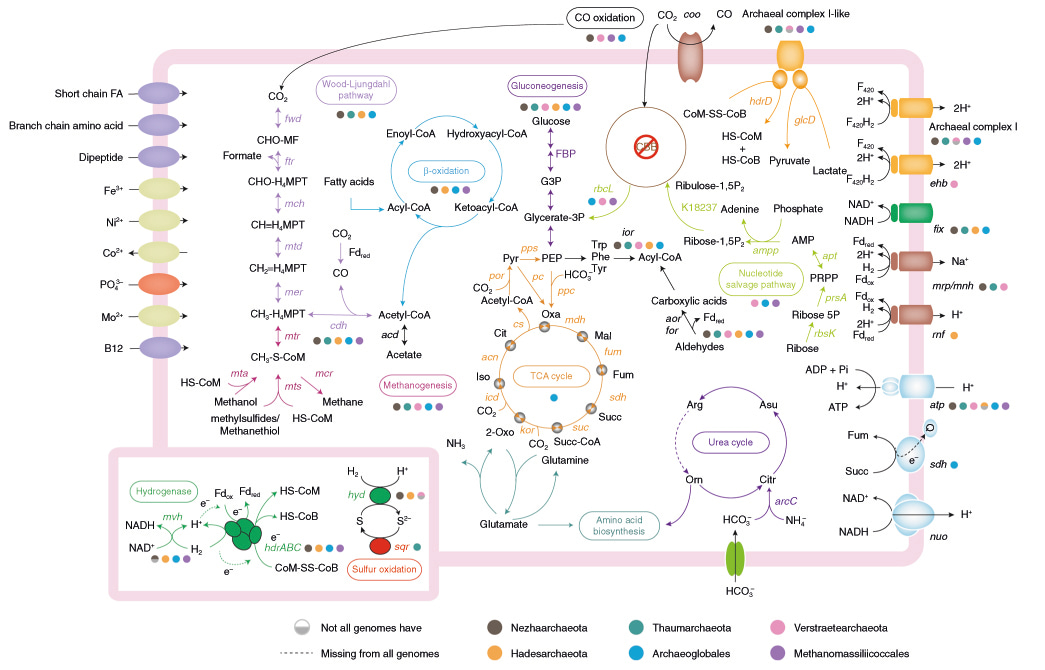 Insights into the ecological roles and evolution of methyl coenzyme M reductase containing hot spring Archaea