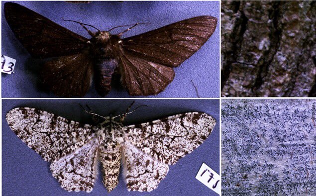 The peppered moth and industrial melanism – testing an iconic example of evolution in action
