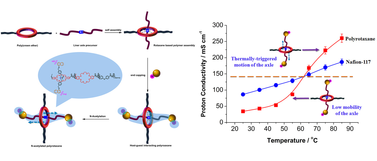 Polyrotaxane helps proton transfer