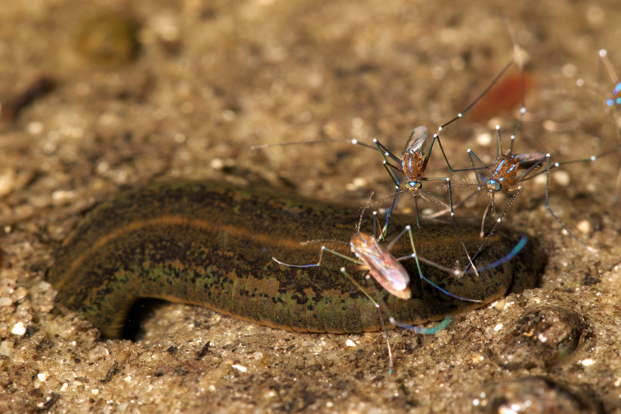 At the River Styx, mosquitoes feed on worm blood
