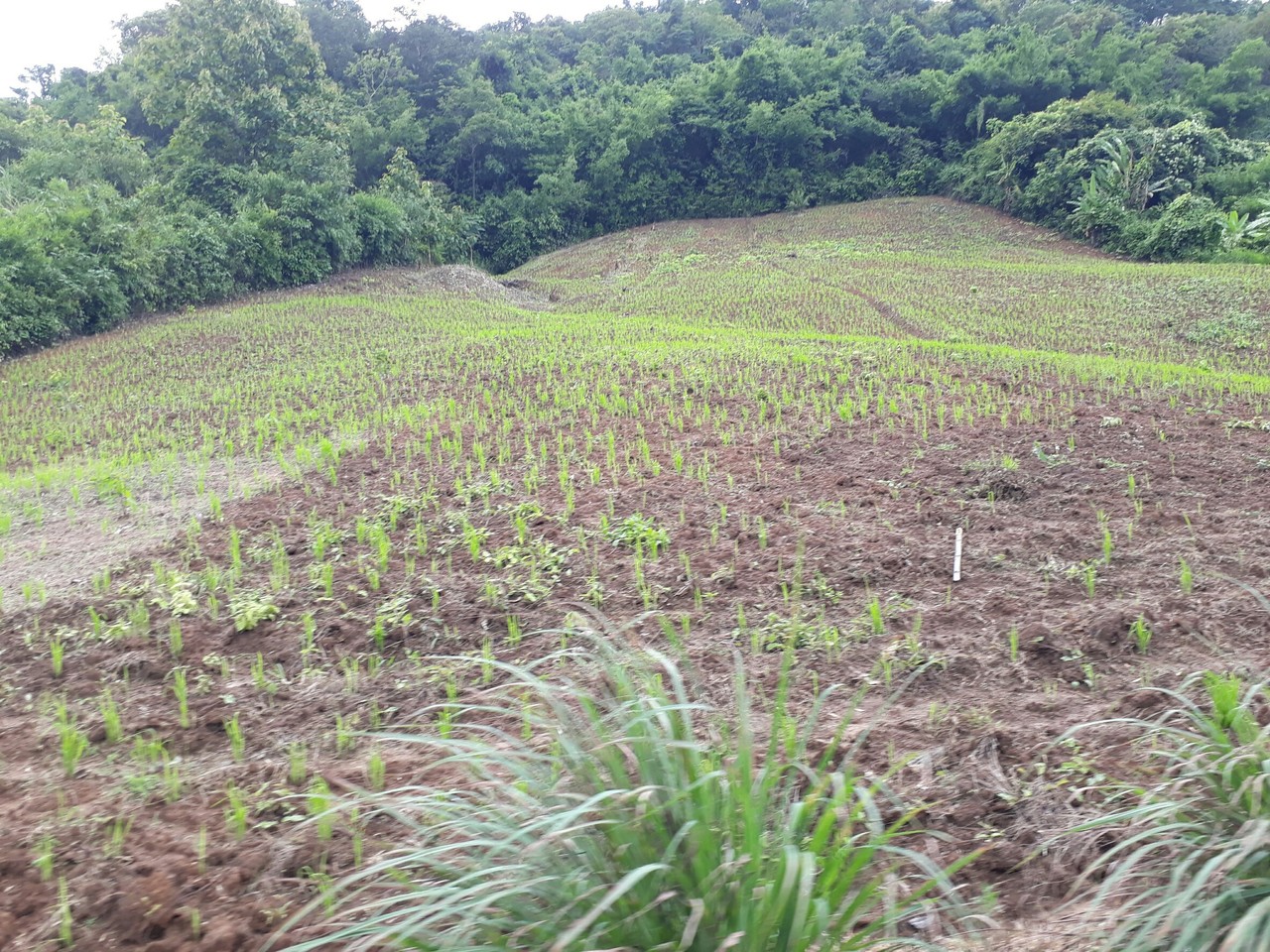 A new agricultural frontier from the highland forests of Southeast Asian Massif