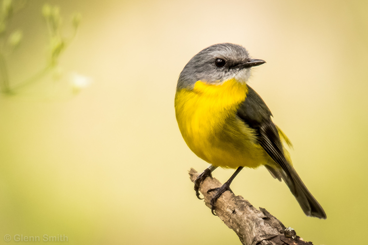 Mitochondrial-nuclear co-evolution underlies adaptive divergence in the Eastern Yellow Robin 