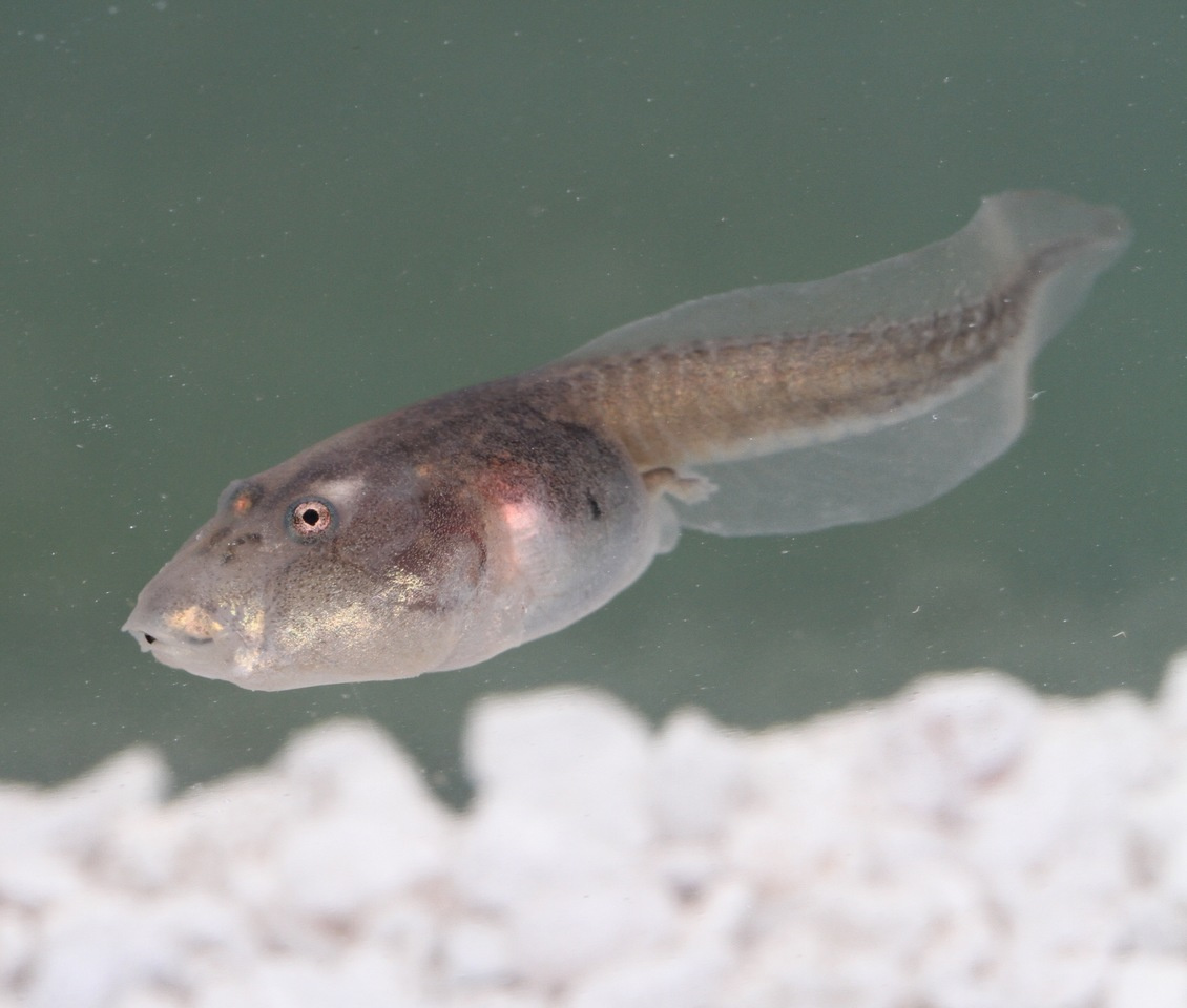 Phenotypic plasticity & the Origins of novelty