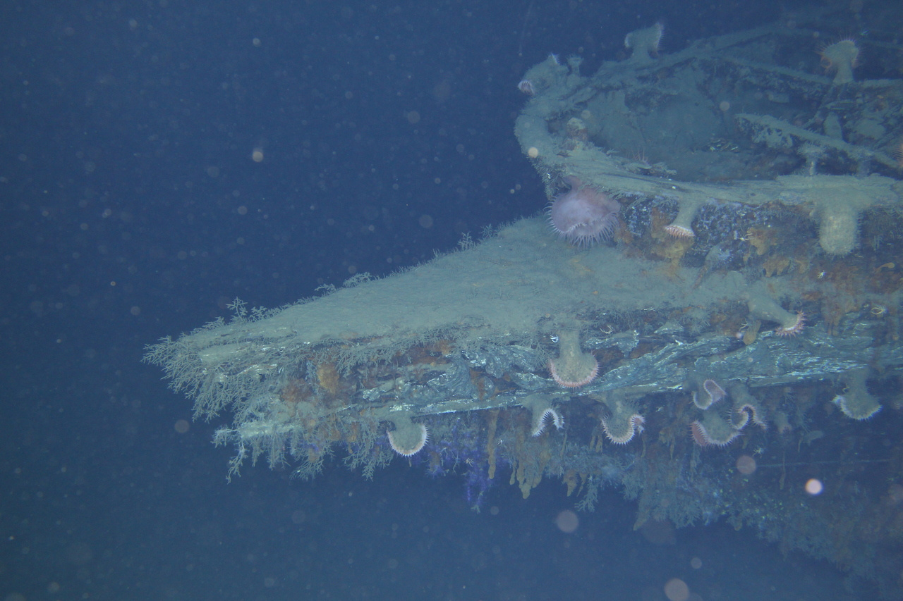 The shipwreck Anona - a microbial island under sea