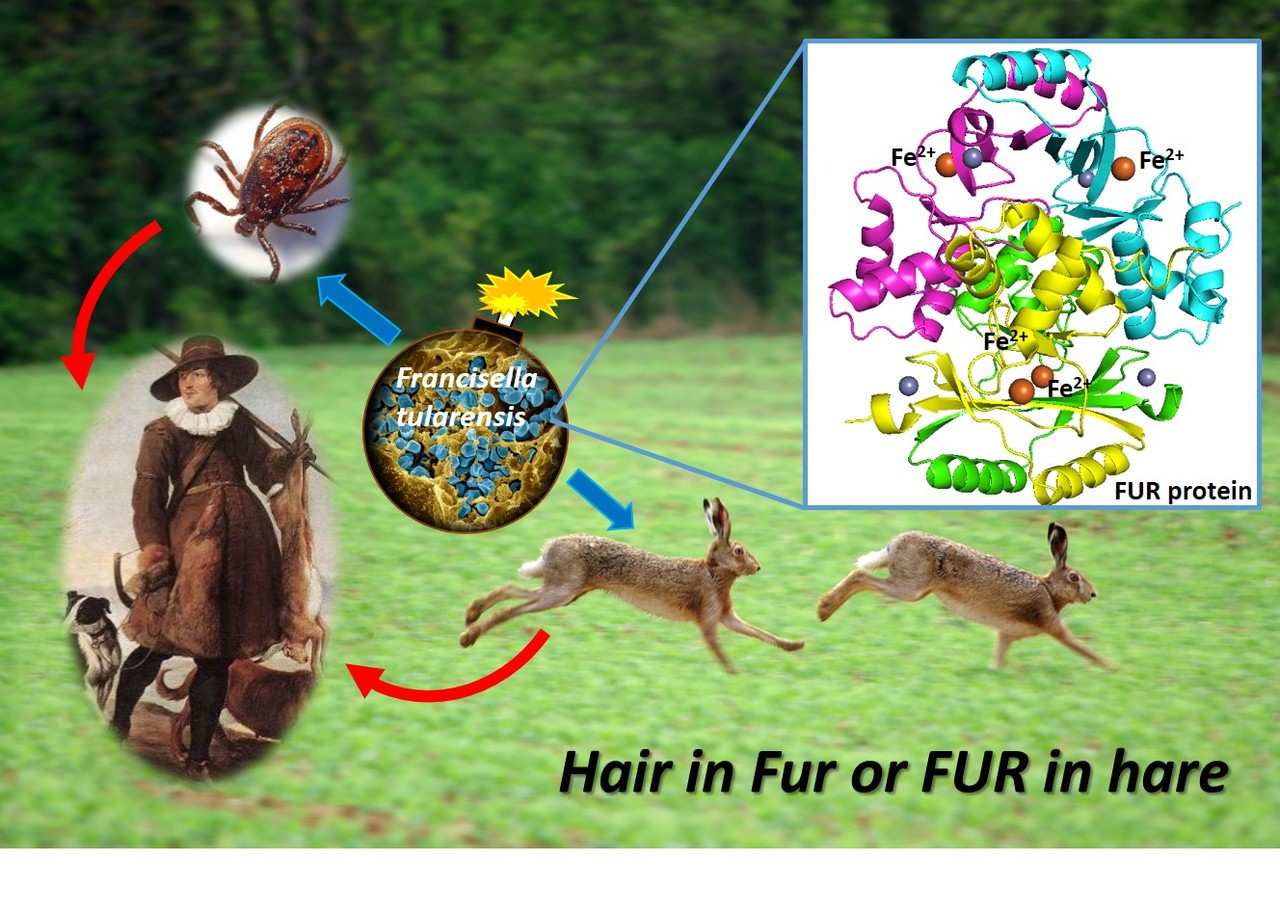 Hair in Fur or FUR in hare ?