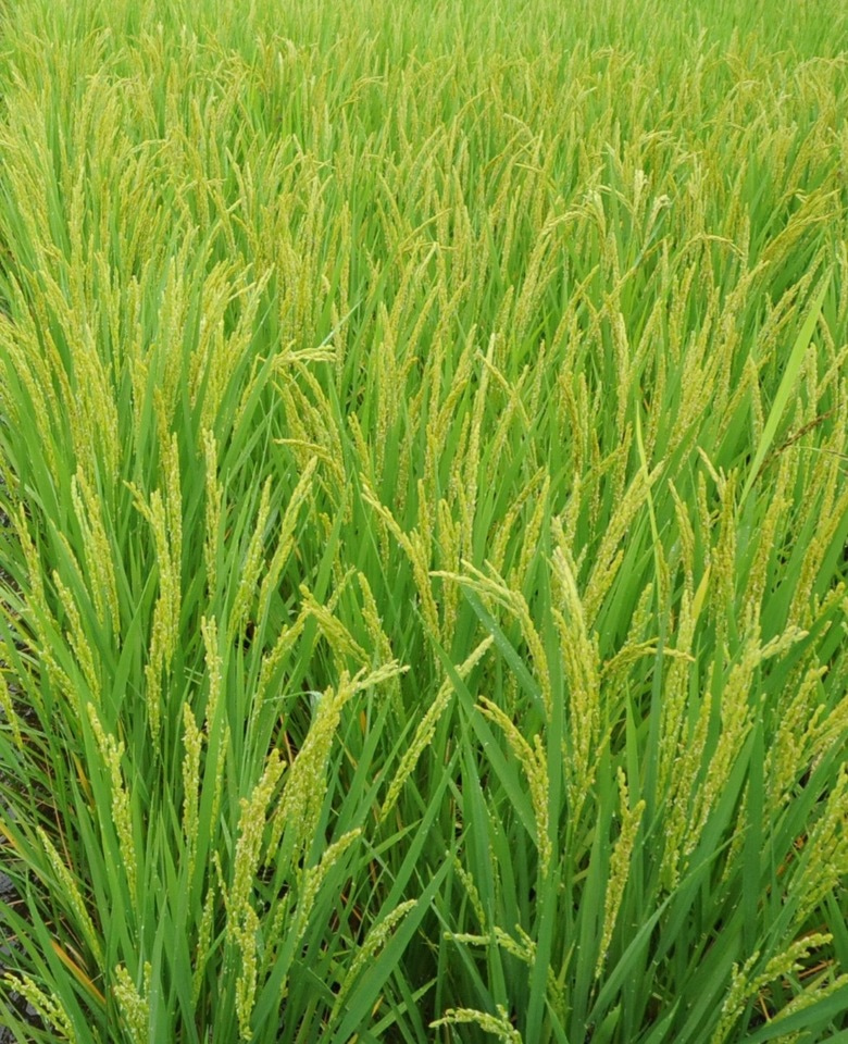 Rice plants coordinate root microbiome to utilize soil nitrogen by NRT1.1B