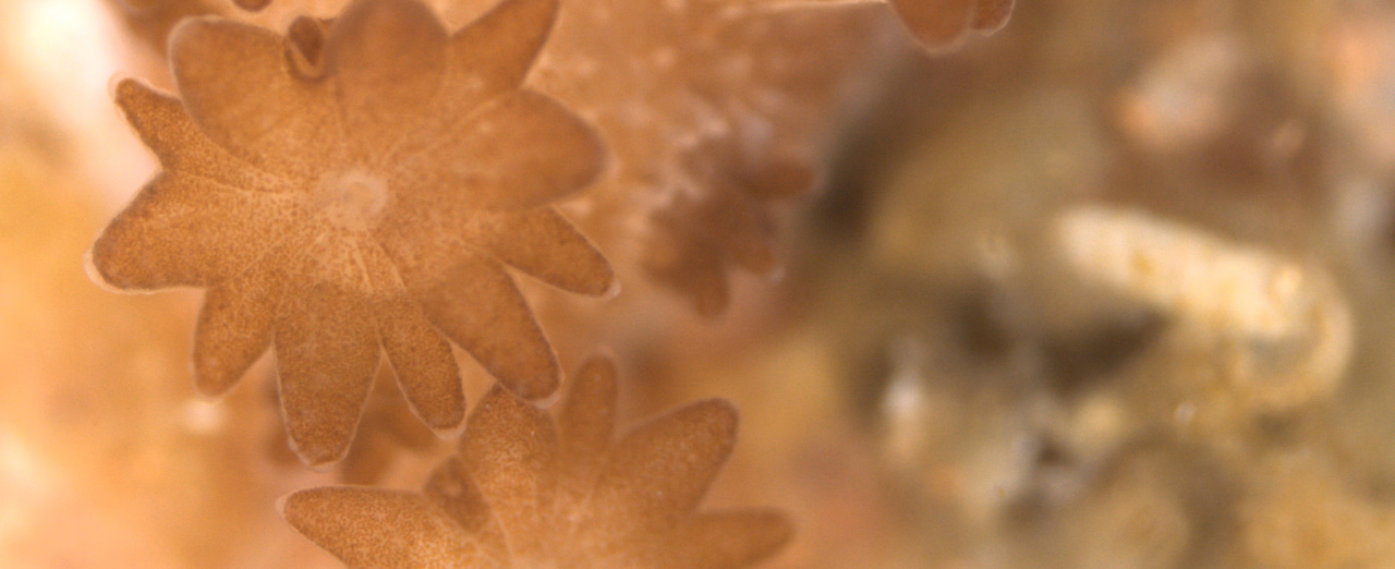 Decoding the genomes of coral reef symbionts