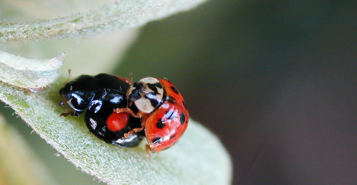 Wing colour prepattern gene in ladybird beetles