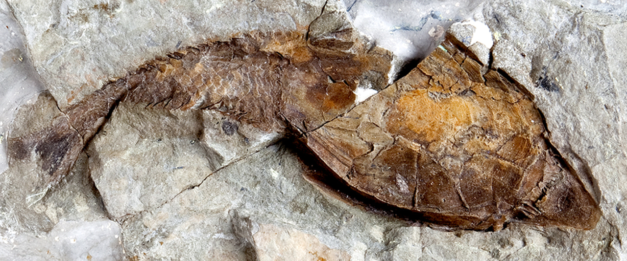 Aspidin: a bone of contention 