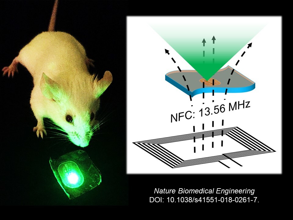 Tissue-adhesive patch delivers light for cancer phototherapy