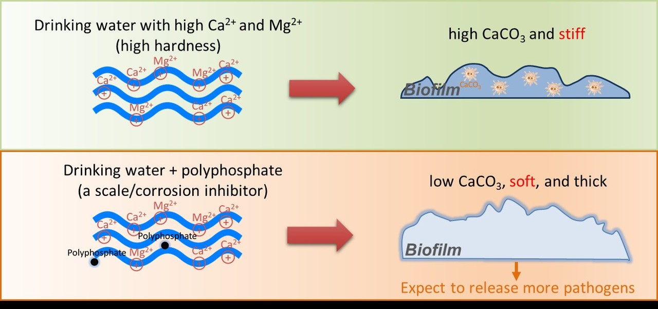 Interactions between water treatment reagents and biofilms in your plumbing 
