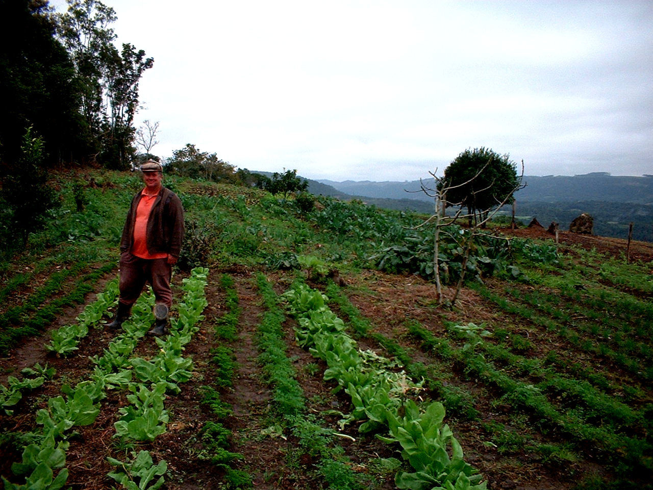 Global Assessment of Agricultural System Redesign for Sustainable Intensification