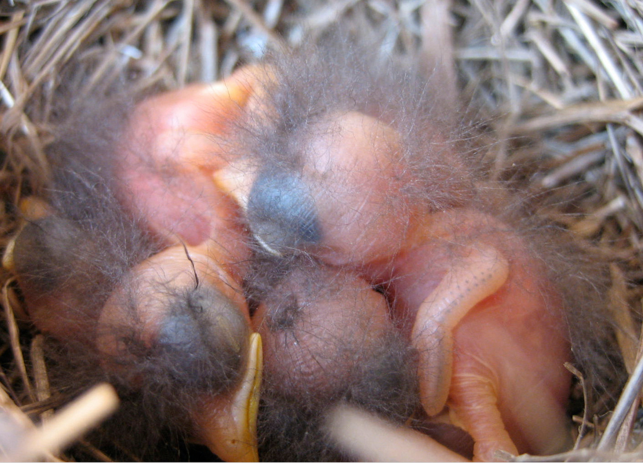 The  trick for evolving large brains