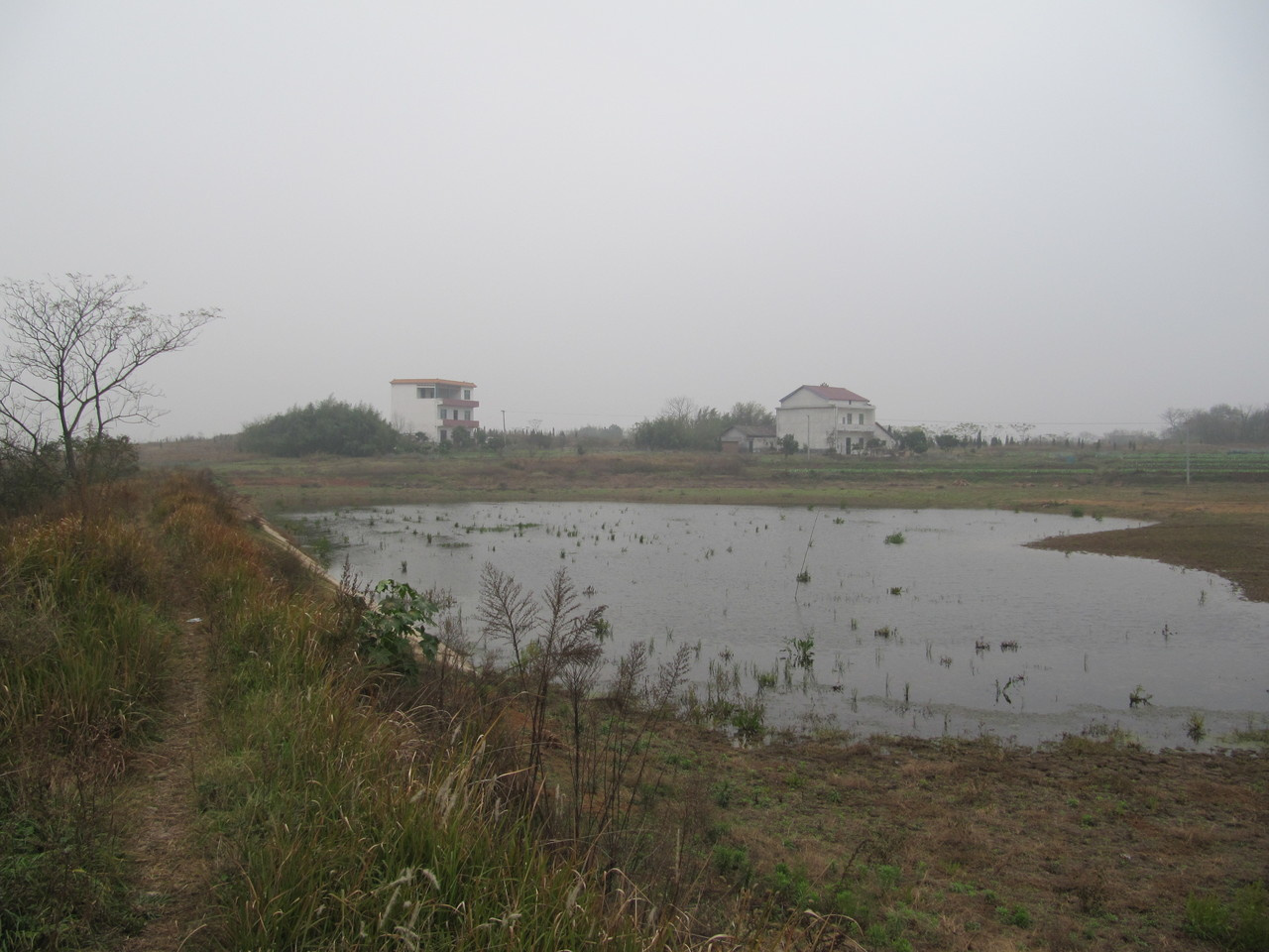 Forgotten horse from the earliest Eocene of China