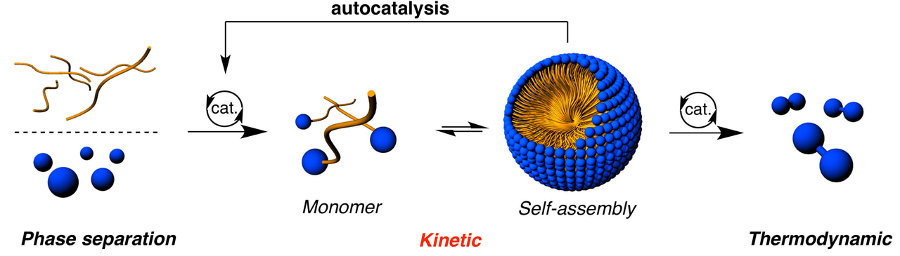 A metastable replicator: kinetic vs. thermodynamic control