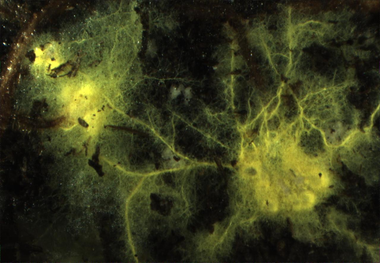 Why are the benefits of mycorrhizal symbiosis so variable for plants?