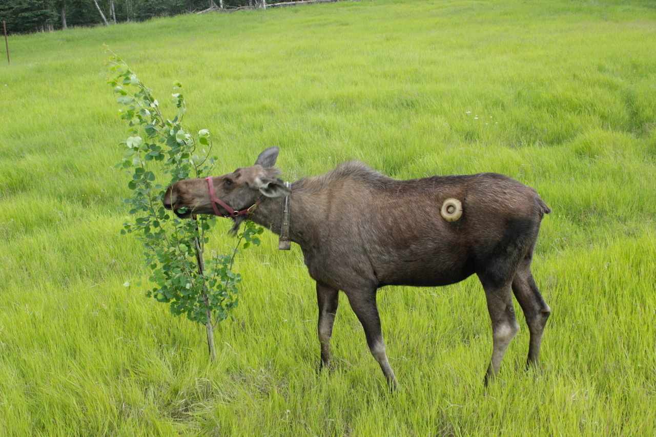 Uncovering microbial interactions with a network of scientists