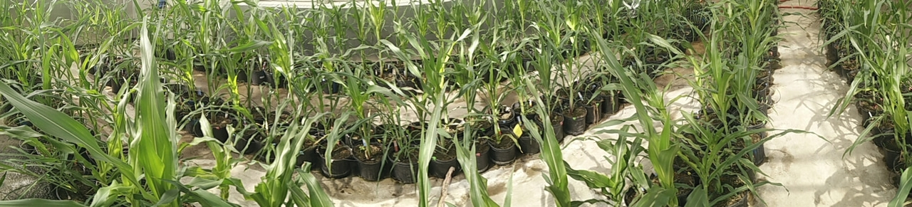 Have we unknowingly altered the maize microbiome interaction?