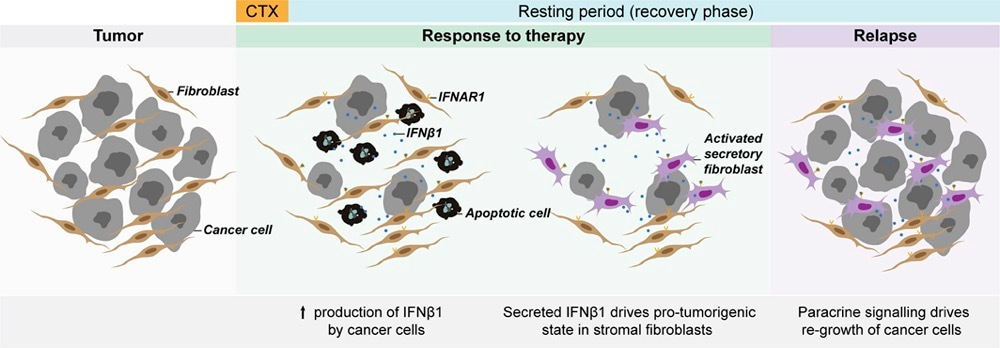 Pro-inflammatory signalling in the tumour microenvironment: achieving the right balance