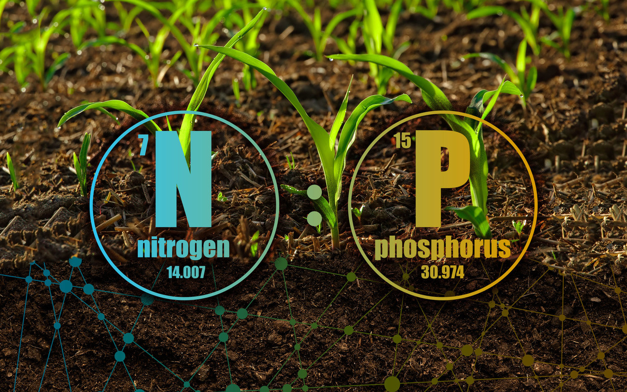 Consequences of differential nutrient limitation of plants and soil microorganisms