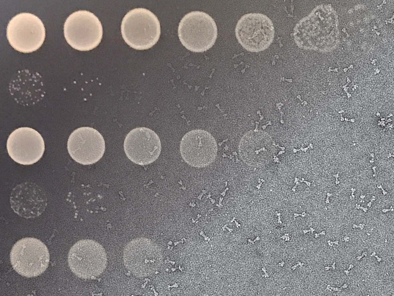 Molecular insights into the frontline of bacterial warfare