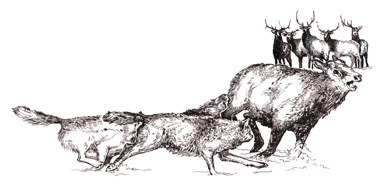 Wolves, bull elk, and the cost of shedding antlers