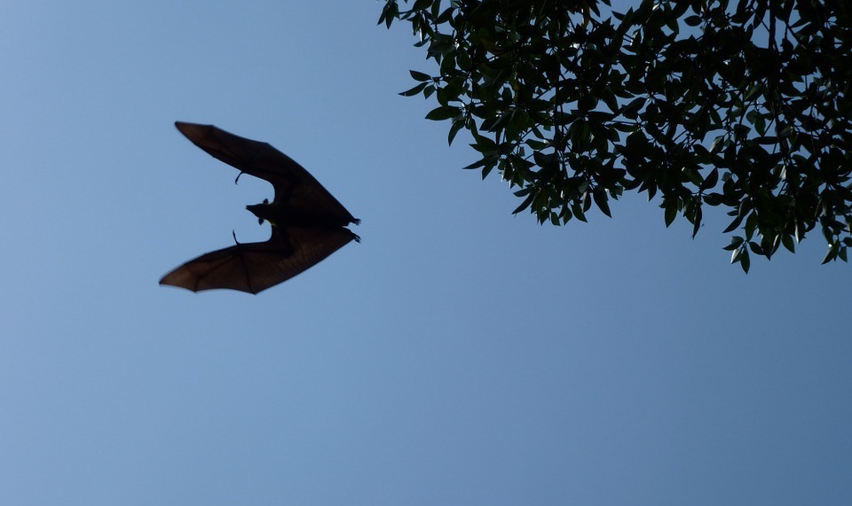 Outbreak! Why are bats responsible for so many viral infections in humans?