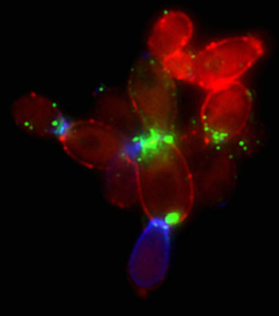Lactate signalling regulates β-glucan masking and immune evasion