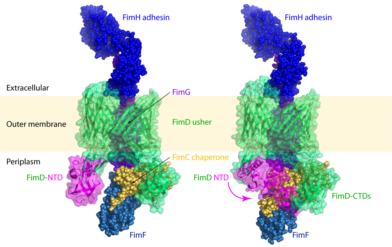 A “smart” bacterial outer membrane protein called “FimD usher”
