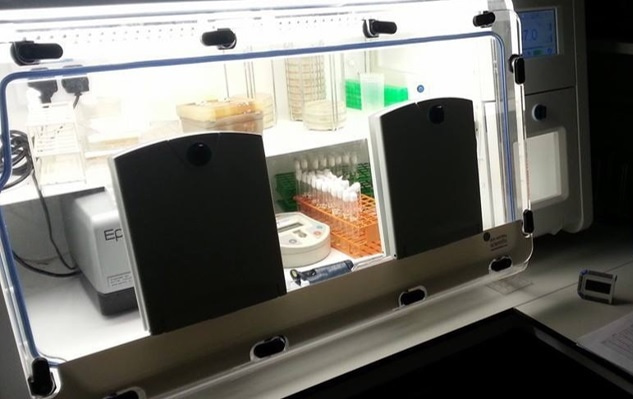 Arabinogalactan Utilization and Cross-Feeding between Human Gut Bacteroides Species