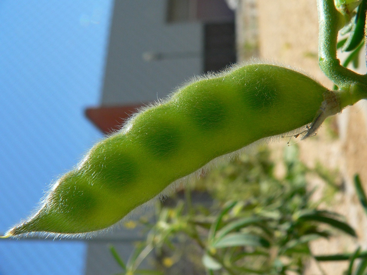 Behind the paper: a global picture of crops and domestic mammals