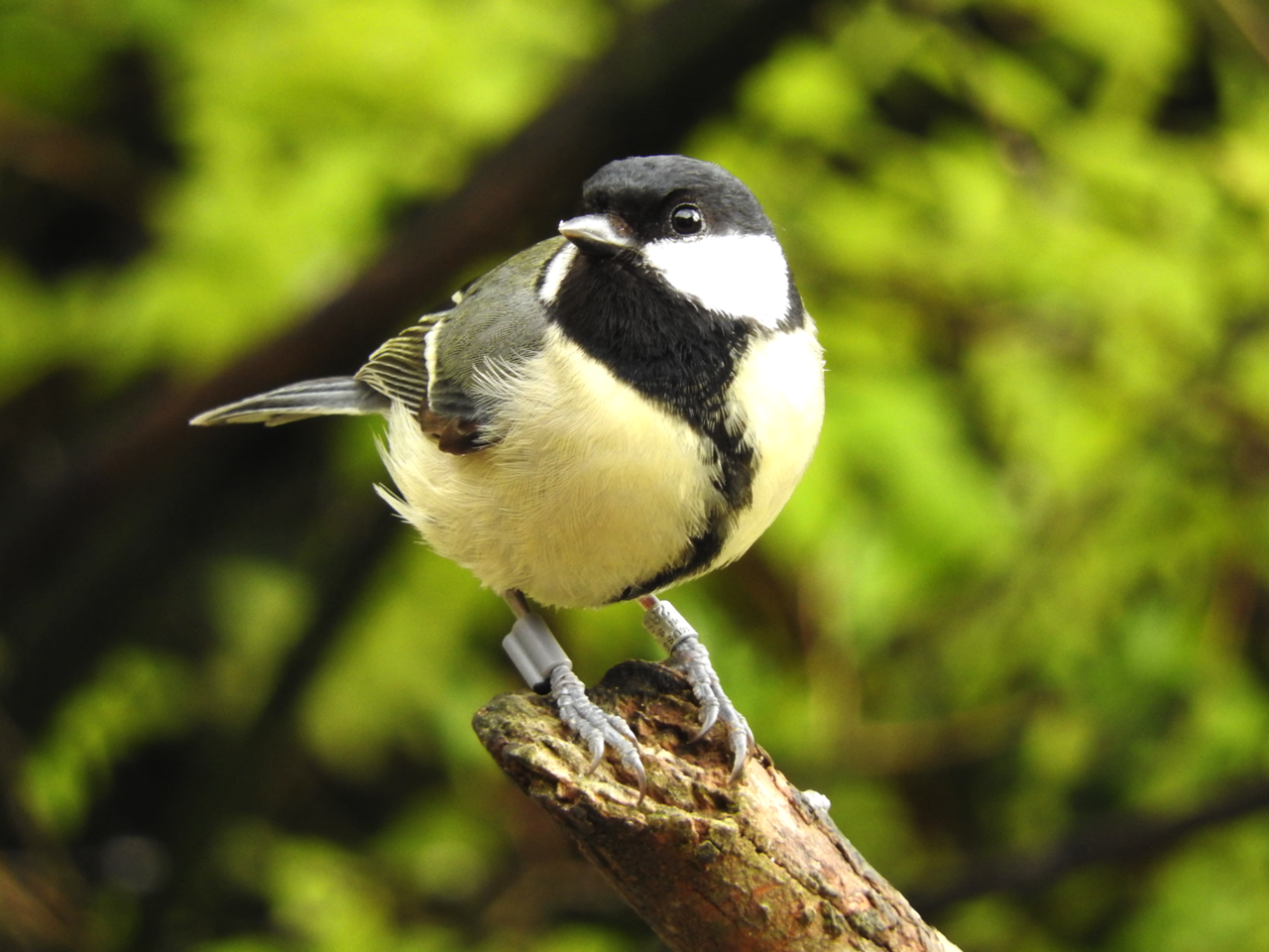 Examining personality and pair-bonding in wild birds